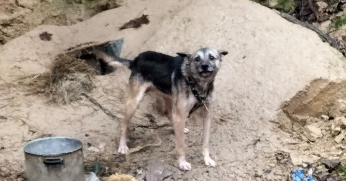 Obrońcy zwierząt: "To przedłużenie cierpienia tysięcy psów" [Czytaj w gazecie]