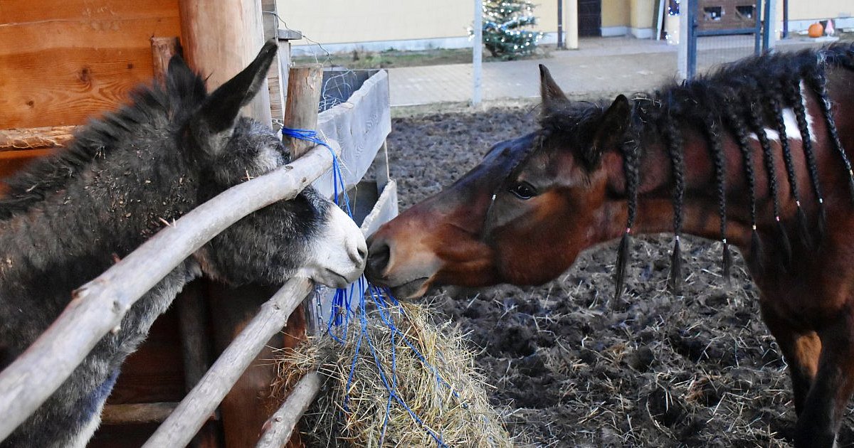 Szopka, która przypomina o istocie świąt. Żywa szopka bożonarodzeniowa w Sandomierzu już otwarta [ZDJĘCIA]