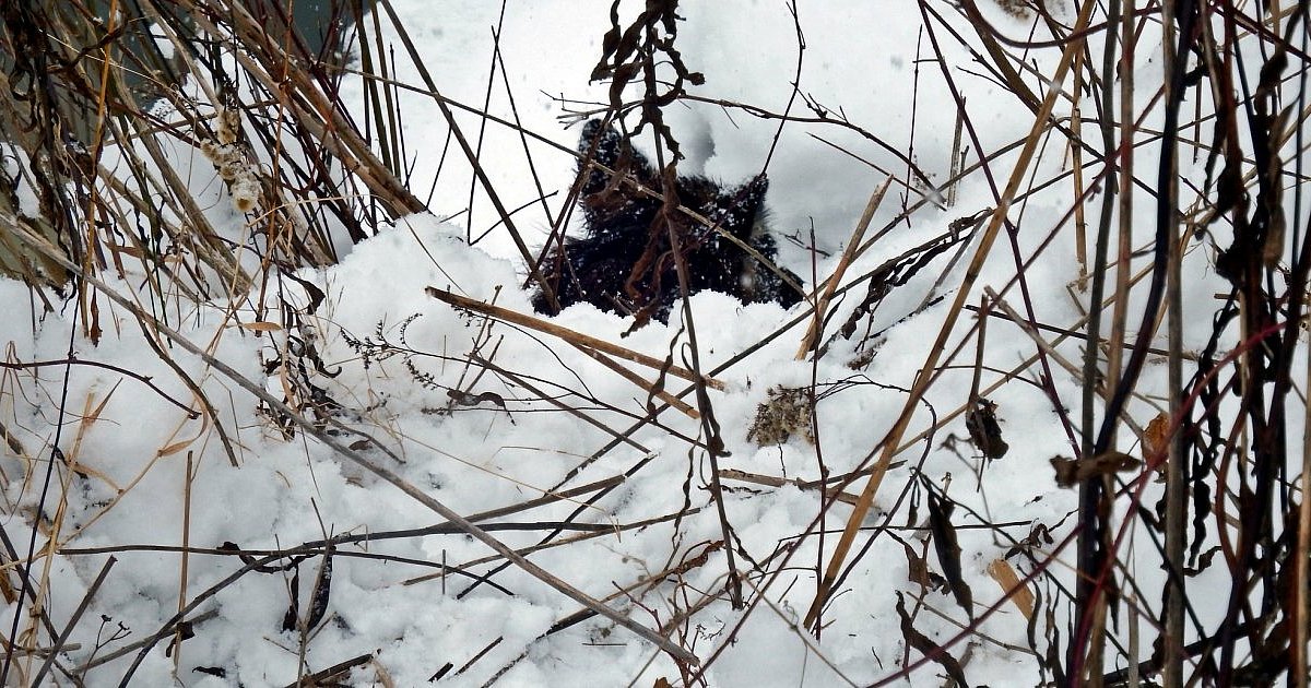 Dramat nad rzeką Łęg w Gorzycach. Służby ratowały uwięzionego psa [ZDJĘCIA]