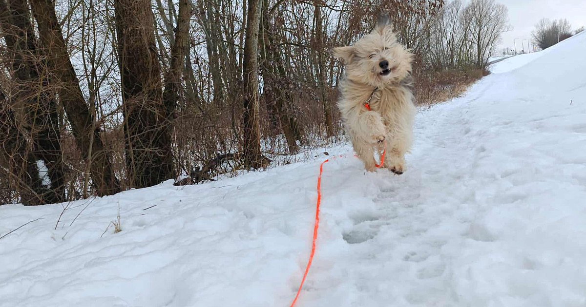 Psy pod bardzo dobrą opieką. Wyniki kontroli w Przytulisku na Wiśniowej w Sandomierzu