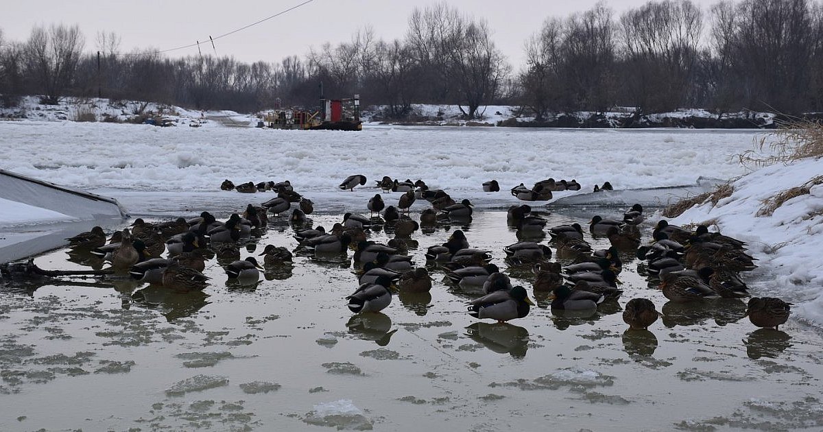 Wisła skuta lodem. Prom Tarnobrzeg - Ciszyca wciąż nie kursuje [ZDJĘCIA]