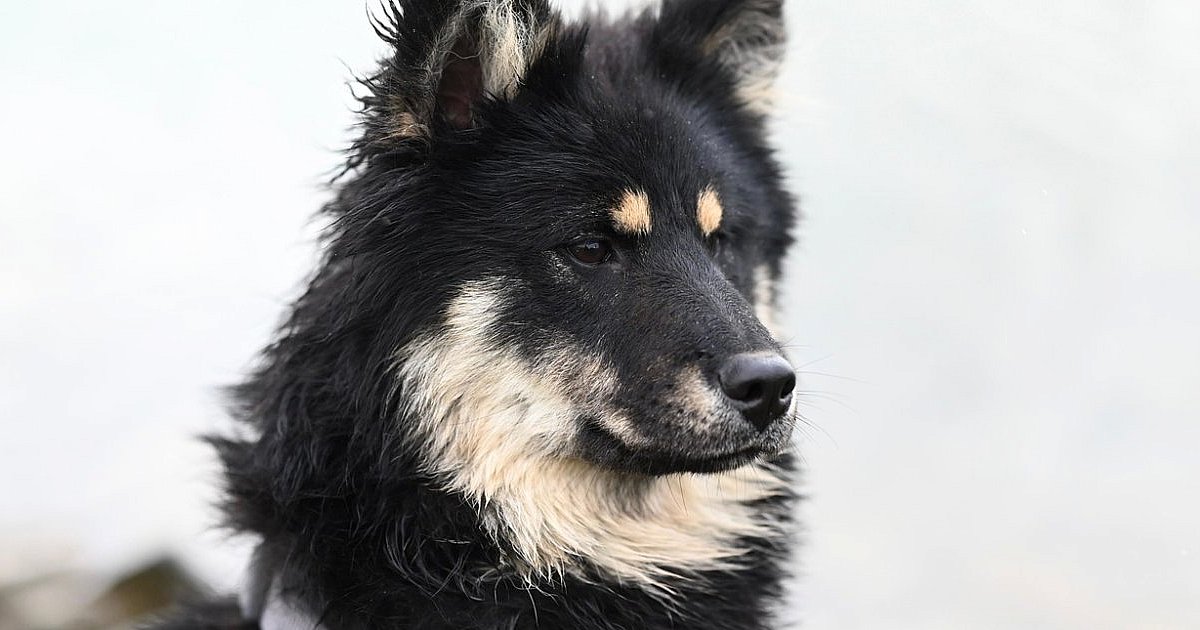 Pomoc dla przytuliska i rodzinna zabawa w Porębach Dębskich