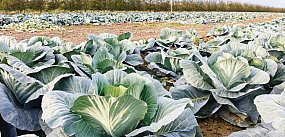 Samozbiory zrobiły "karierę". Zaczęło się od...