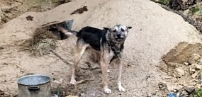 „To przedłużenie cierpienia tysięcy psów”