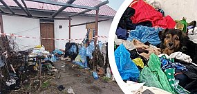 Spór o psy z opuszczonej posesji w Nowej Dębie