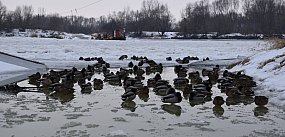 Wisła w Tarnobrzegu skuta lodem [ZDJĘCIA]