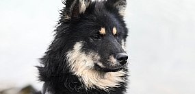 Pomoc dla przytuliska i rodzinna zabawa