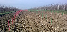 Skradziono 250 drzewek wiśni. Drzewka zostały wyrwane..