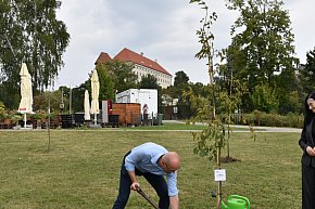 Sadzenie drzew w Alei Krzemienia Pasiastego-10339