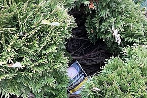 Znaleźli skrytkę na narkotyki w krzewie tui [ZDJĘCIA]-227384