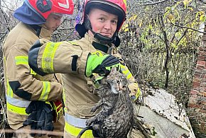 Strażacy uratowali kota, który wpadł do 15-metrowej studni-227489