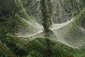 Kupujesz żywą choinkę na święta? Ten szczegół łatwo przeoczyć-228571