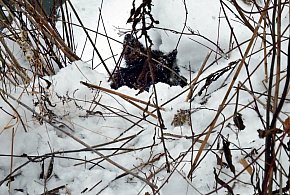 Dramat nad rzeką Łęg. Służby ratowały uwięzionego psa-229513