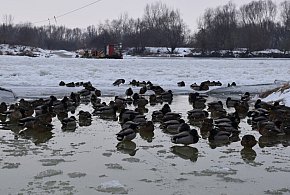 Wisła skuta lodem. Prom Tarnobrzeg – Ciszyca wciąż nie kursuje [ZDJĘCIA]