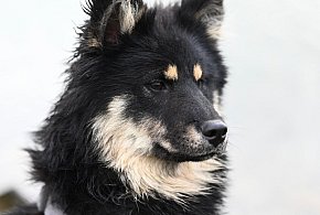 Pomoc dla przytuliska i rodzinna zabawa w Porębach Dębskich