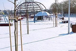 Niebywały akt wandalizmu. Zniszczono Aleję 500-lecia Staszowa! [ZDJĘCIA]