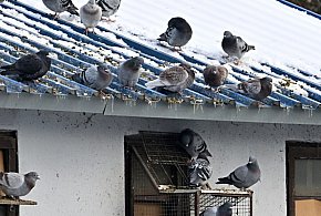 Dramat gołębi z Tarnobrzega głośny w całej Polsce