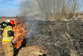 Siedem razy wyjeżdżali w niedzielę gasić nieużytki. Tylko w jednym powiecie!