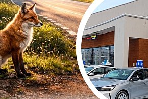 Dzikie na drodze. Wystawa w WORD Tarnobrzeg