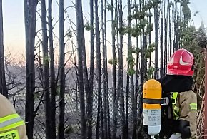 Zapalił się żywopłot z tui. Z ogniem walczyły trzy zastępy straży pożarnej