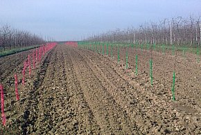 Skradziono 250 drzewek wiśni. Drzewka zostały wyrwane z pola