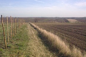 Kolejna kradzież drzewek owocowych. Sadownik z gm. Obrazów poniósł duże straty