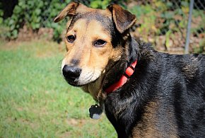 Piknik charytatywny w Tarnobrzegu. Pomoc dla schroniska i moc atrakcji nad Wisłą