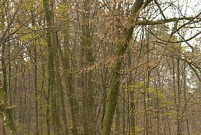 Złodziej wyciął i ukradł drzewo. Straty to kilka tysięcy złotych