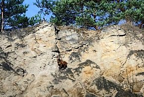 Owca kameruńska utknęła na skałach kamieniołomu. Interweniowali strażacy [ZDJĘCIA]