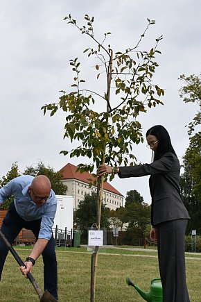 Sadzenie drzew w Alei Krzemienia Pasiastego-10339