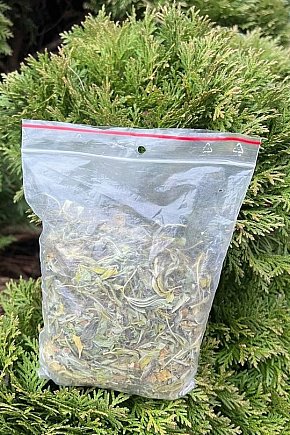 Narkotyki w krzewie tui-10746