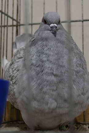 Wystawa gołębi, drobiu  i ptaków egzotycznych-10855