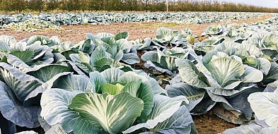 Samozbiory zrobiły "karierę". Zaczęło się od rolnika spod Sandomierza-227120