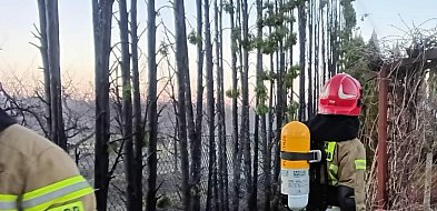 Zapalił się żywopłot z tui. Z ogniem walczyły trzy zastępy straży pożarnej