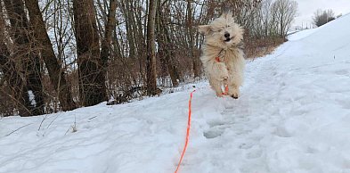 Dobre warunki w Przytulisku na Wiśniowej w Sandomierzu. Wyniki kontroli
