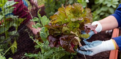 Rozsada i sadzonka warzyw: jak wybrać, przygotować i posadzić, by cieszyć się...