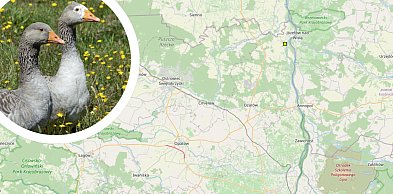 Ptasia grypa w Świętokrzyskiem. Strefa zakażenia w powiecie opatowskim