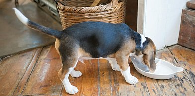 Jaka karma dla psa o wrażliwej skórze i matowej sierści?