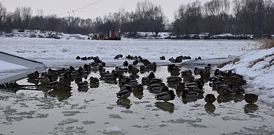 Wisła skuta lodem. Prom Tarnobrzeg – Ciszyca wciąż nie kursuje [ZDJĘCIA]