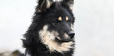 Pomoc dla przytuliska i rodzinna zabawa w Porębach Dębskich