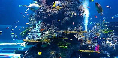 Akwaria morskie - różnice między zbiornikiem morskim a słodkowodnym