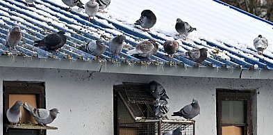 Dramat gołębi z Tarnobrzega głośny w całej Polsce