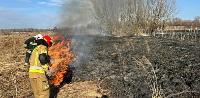 Siedem razy wyjeżdżali w niedzielę gasić nieużytki. Tylko w jednym powiecie!