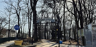 Ogród Saski w Sandomierzu bez ptasich gniazd
