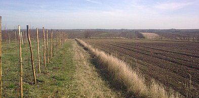 Kolejna kradzież drzewek owocowych. Sadownik z gm. Obrazów poniósł duże straty