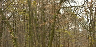 Złodziej wyciął i ukradł drzewo. Straty to kilka tysięcy złotych