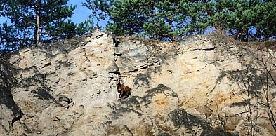 Owca kameruńska utknęła na skałach kamieniołomu. Interweniowali strażacy