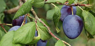 Nie tylko Węgierka – poznaj najciekawsze odmiany śliw do ogrodów przydomowych