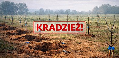 Znów kradzież drzewek w pow. sandomierskim. Łupem złodzieja padło prawie sto śliw
