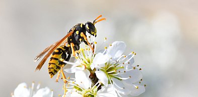 Osy i szerszenie w pobliżu domu – realne zagrożenie i dlaczego usuwanie gniazd...